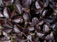 25x Copper Purple Beech Fagus Purpurea Hedging Trees in Pots By Direct Plants