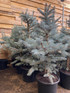 Picea Pungens Fat Albert Blue Colorado Spruce Tree 2.5ft-3ft Tall in a 7.5 Litre Pot By Direct Plants