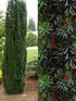 3x Taxus Baccata Fastigiata Robusta Column Yew Trees in a Pots By Direct Plants