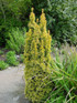 Taxus Standishii Golden Column Yew Tree Large in a 3 Litre Pot By Direct Plants