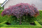 Acer Palmatum Dissectum Garnet Large Japanese Maple Tree By Direct Plants