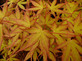 Large Patio Acer Palmatum Katsura 3-4ft on Stem Japanese Maple Tree By Direct Plants