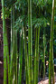 Extra Large Bamboo Phyllostachys Bissetii 5-6ft Tall in a 1012 Litre Pot By Direct Plants