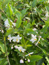 3x Large Solanum Jasminoides Alba Climbers 3-4ft in 3 Litre Pots By Direct Plants