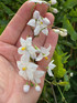 3x Large Solanum Jasminoides Alba Climbers 3-4ft in 3 Litre Pots By Direct Plants