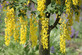 Laburnum Vossii Golden Rain Tree Large 3-4ft in a 3 Litre Pot By Direct Plants