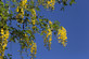 Laburnum Vossii Golden Rain Tree Large 4-5ft in a 7.5 Litre Pot By Direct Plants