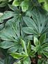 Fatsia Spiders Web Variegated Evergreen Shrub 2-3ft Extra Large in a 7.5 Litre Pot By Direct Plants