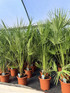 Chamaerops European Fan Palm Tree Extra Large 4-5ft in a 10 Litre Pot By Direct Plants