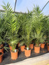 Phoenix Date Palm Tree 3-4ft Extra Large in a Pot By Direct Plants