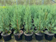 5x Large Juniperus Skyrocket Trees Rocky Mountain Juniper Conifers in a 3 Litre Pots