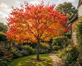Liquidambar Sweet Gum Tree Large 4ft in a 3 Litre Pot By Direct Plants