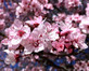 Patio Prunus Nigra Purple Leaf Flowering Tree 4-5ft | By Direct Plants