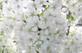 Patio Prunus Brilliant White Flowering Cherry Tree 4-5ft | By Direct Plants