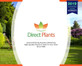 Sorbus Apricot Queen Mountain Ash Tree 5-6ft in a 7.5 Litre Pot By Direct Plants