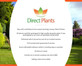Sorbus Apricot Queen Mountain Ash Tree 5-6ft in a 7.5 Litre Pot By Direct Plants