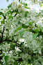 Malus Red Sentinel Crab Apple Tree 5-6ft Tall in a 7.5 Litre Pot | By Direct Plants