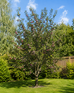 Victoria Plum Fruit Tree 1.8-2m Tall in a 7.5 Litre Pot By Direct Plants