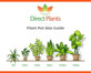 Victoria Plum Fruit Tree 1.8-2m Tall in a 7.5 Litre Pot By Direct Plants