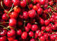 Cherry Stella Fruit Tree 6ft Tall Supplied in a 12 Litre Pot by Directplants