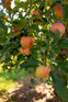 Apple Ellison's Orange Fruit Tree 6ft Tall Supplied in a 12 Litre Pot by Directplants