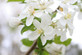Malus x robusta Fruitilicious 6ft Tall Supplied in a 12 Litre Pot by DirectPlants