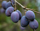 Plums Damson Merryweather Fruit Tree 6ft Tall Supplied in a 12 Litre Pot by Directplants