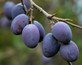 Plums Farleigh Damson 6ft Tall Supplied in a 12 Litre Pot by DirectPlants