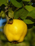 Cydonia Meeches Prolific (Quince) 6ft Tall Supplied in a 12 Litre Pot by DirectPlants