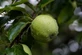 Apple Grenadier 6ft Tall Supplied in a 12 Litre Pot by DirectPlants