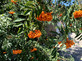 Sorbus x arnoldiana Schouten 6ft Tall Supplied in a 12 Litre Pot by DirectPlants