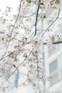 Prunus Snow Goose 6ft Tall Supplied in a 12 Litre Pot by DirectPlants
