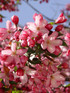 Malus Sun Rival 6ft Tall Supplied in a 12 Litre Pot by DirectPlants