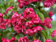Malus Scarlet Brandywine 6ft Tall Supplied in a 12 Litre Pot by DirectPlants