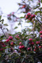 Malus Rosehip 6ft Tall Supplied in a 12 Litre Pot by DirectPlants