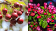 Malus Pink Glow 6ft Tall Supplied in a 12 Litre Pot by DirectPlants