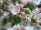 Malus Evereste 6ft Tall Supplied in a 12 Litre Pot by DirectPlants