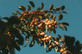 Malus Comtesse de Paris 6ft Tall Supplied in a 12 Litre Pot by DirectPlants