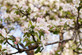 Malus Comtesse de Paris 6ft Tall Supplied in a 12 Litre Pot by DirectPlants