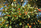 Crataegus x lavalleei Carrierei 6ft Tall Supplied in a 12 Litre Pot by DirectPlants