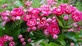 Crataegus rosea Flore Pleno 6ft Tall Supplied in a 12 Litre Pot by DirectPlants