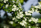Crataegus Arnoldiana 6ft Tall Supplied in a 12 Litre Pot by DirectPlants
