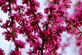 Cercis Canadensis Tree 6ft Tall Supplied in a 12 Litre Pot by Directplants