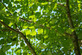 Cercidiphyllum japonicum 6ft Tall Supplied in a 12 Litre Pot by DirectPlants