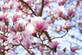 Large Magnolia Soulangeana Tree Plant Pink Flowers | By Direct Plants