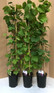 Grape Vine Vitis Venus Seedless 3-4ft Tall Large | 3 Litre Pot | By Direct Plants