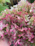 Hydrangea Paniculata Limelight Shrub 3-4ft Extra Large in a 3 Litre Pot By Direct Plants