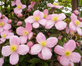 3x Clematis Montana Tetra Rose Fast Outdoor Climber in Pots By Direct Plants