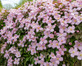 3x Clematis Montana Pink Rubens Outdoor Climber in Pots By Direct Plants