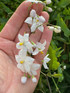 3x Solanum Jasminoides Alba Fast Climbers in Pots By Direct Plants